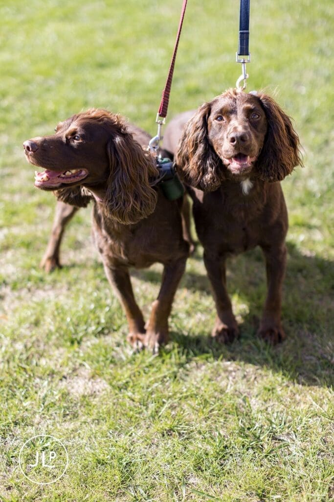 Close-up documentary wedding photography of two brown cocker spaniels on leashes on the grass.