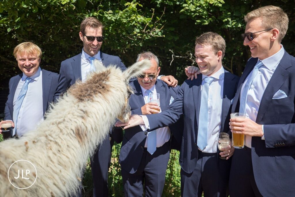 Groom and friends feeding a llama, a unique moment of marquee wedding photography UK.