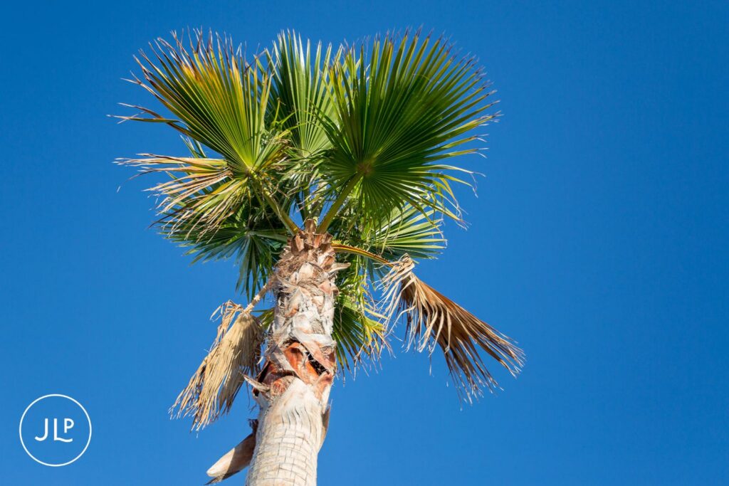 Iconic Algarve palm tree against a blue sky, captured by an Algarve wedding photographer.