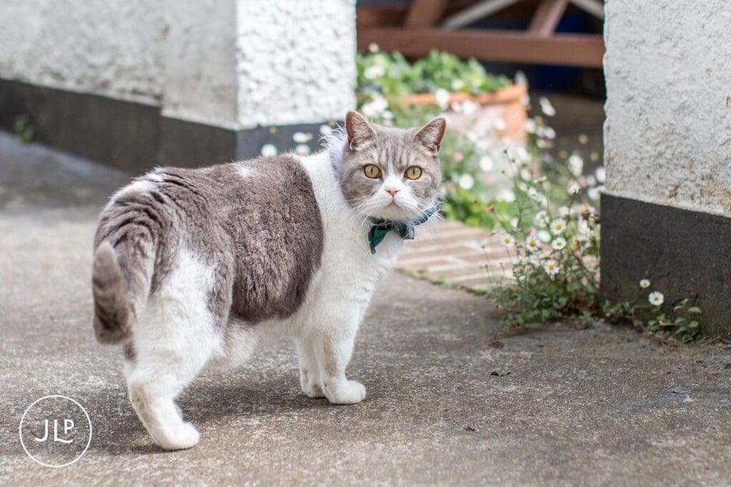 A cat wearing a bowtie captured by a Hampton Court House wedding photographer during a relaxed wedding.