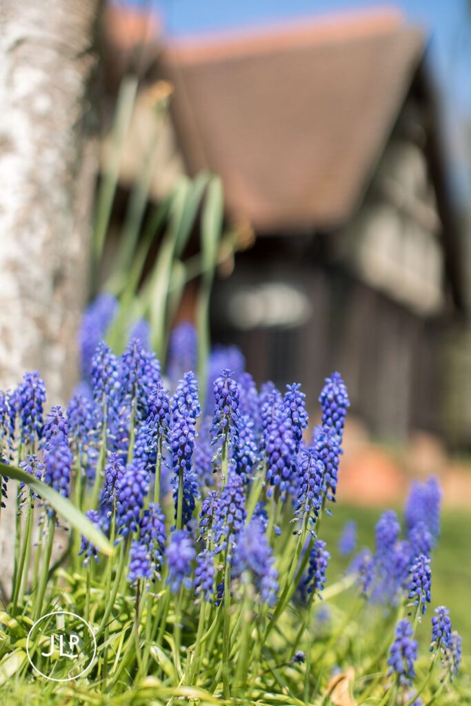 Close-up of spring bluebells in the gardens of Langshott Manor, a boutique Surrey wedding venue.
