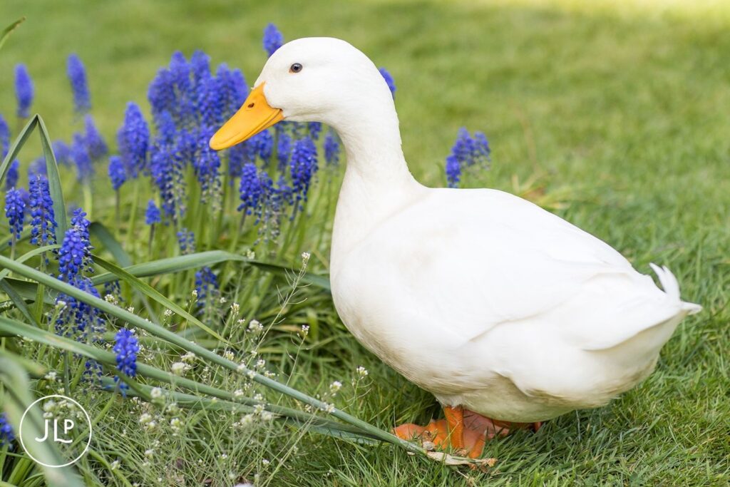 A friendly white Aylesbury duck standing among blue grape hyacinth flowers in the gardens of Langshott Manor.