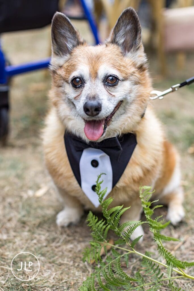 Cute corgi guest enjoying the celebrations at a relaxed summer Painshill Park Cobham wedding.
