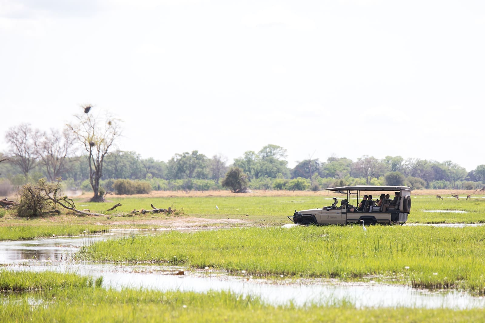 Wedding guests on a scenic game drive through the wetlands of the Khwai Private Reserve.