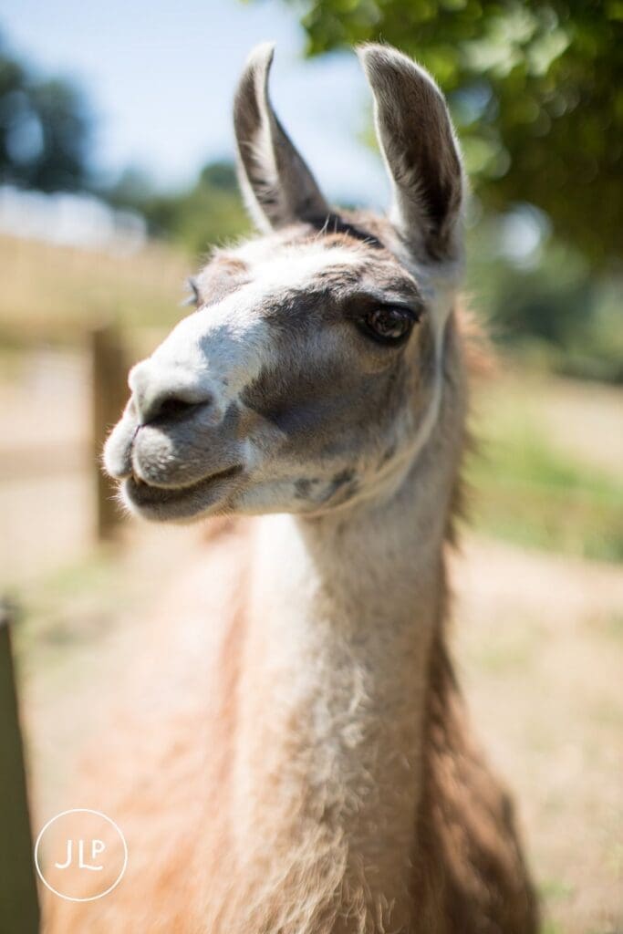 Close-up portrait of a llama at a beautiful Surrey wedding venue.